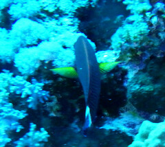 Acanthuridae
