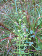 Agalinis neoscotica