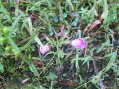 Agalinis neoscotica