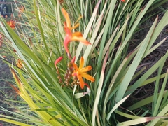 Crocosmia