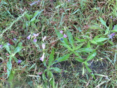 Agalinis neoscotica