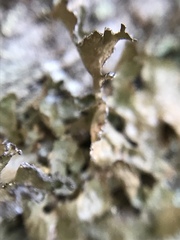 Lobaria pulmonaria