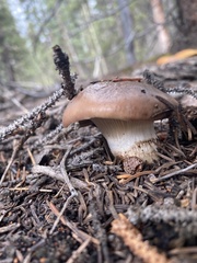 Gomphidius glutinosus