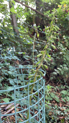 Epipactis helleborine