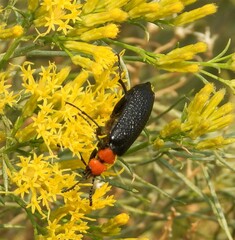 Lytta vulnerata