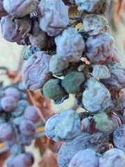 Phyllosticta ampelicida