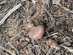 Gomphidius glutinosus