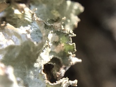 Lobaria pulmonaria