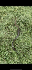 Pantherophis guttatus
