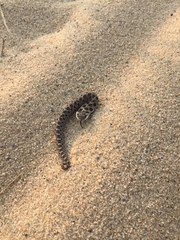 Heterodon platirhinos