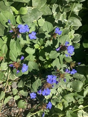 Ceratostigma plumbaginoides