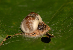 Mastophora