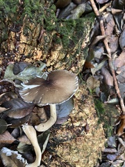 Porotheleaceae