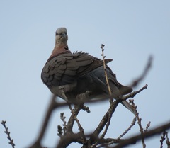 Streptopelia semitorquata