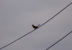 Turdus pilaris