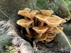 Desarmillaria