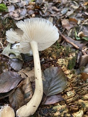 Porotheleaceae