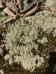 Cladonia arbuscula
