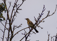 Turdus pilaris