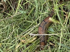 Pantherophis guttatus