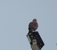 Columba guinea phaeonota