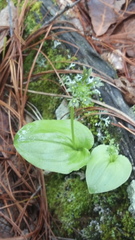 Malaxis brachystachys