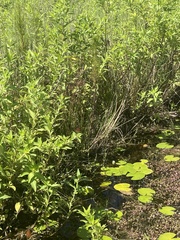 Limenitis archippus floridensis