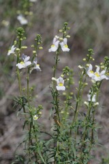 Nemesia