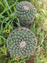 Mammillaria heyderi