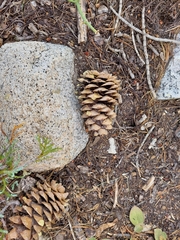 Pinus flexilis