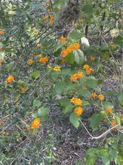 Lantana urticoides