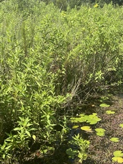 Limenitis archippus floridensis