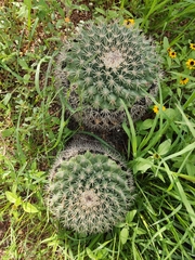 Mammillaria heyderi