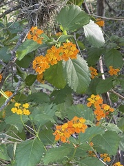 Lantana urticoides