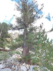Pinus flexilis