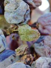 Phyllosticta ampelicida