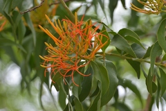 Psittacanthus schiedeanus