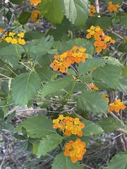 Lantana urticoides