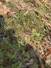 Crocanthemum bicknellii