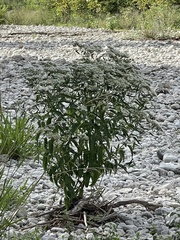 Ageratina havanensis
