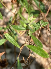 Crocanthemum bicknellii