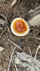 Ganoderma