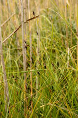 Schoenus ferrugineus