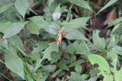 Cuphea appendiculata