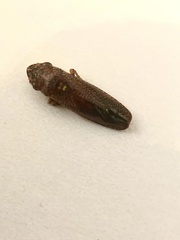Paraulacizes irrorata