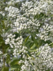 Ageratina havanensis