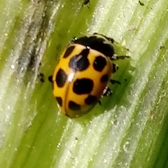 Ceratomegilla notata
