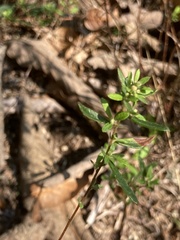 Crocanthemum bicknellii