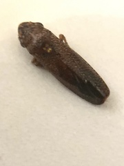Paraulacizes irrorata