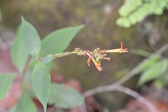 Cuphea appendiculata